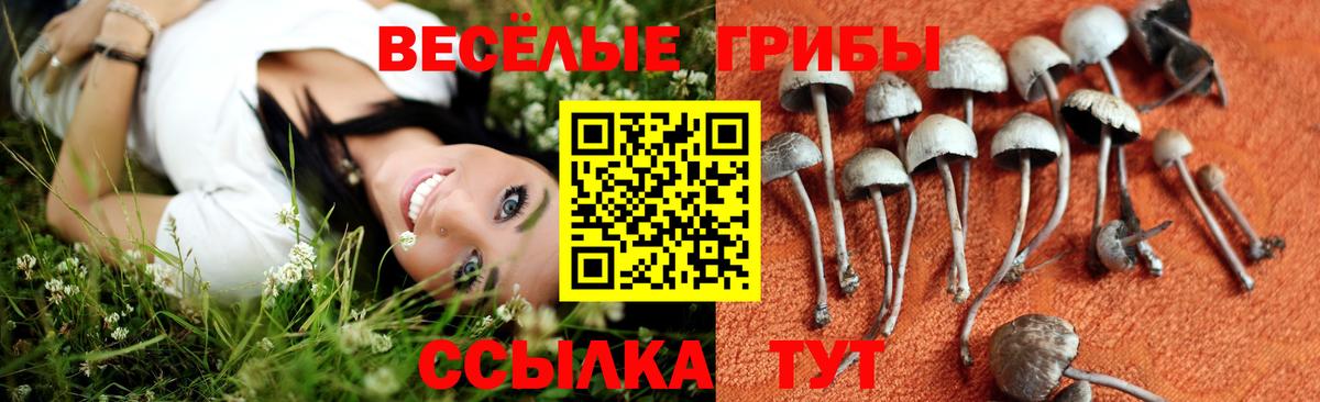 Галлюциногенные грибы Magic Shrooms  Псилоцибиновые грибы ЛСД  купить   Балахна  Вход с VPN 